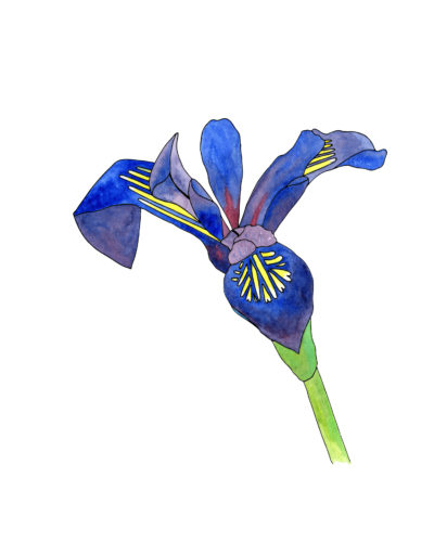 Blauwe iris aquarel